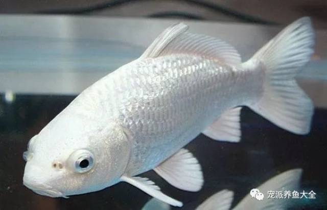 【每日一鱼】罕见的白金锦鲤,通体银白无暇,漂亮!~_手机搜狐网