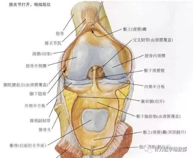 膝关节横韧带解剖图片