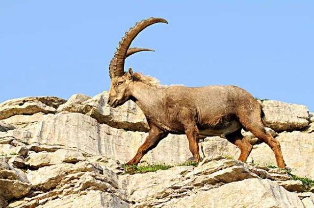 世界十大珍稀的野羊都在这!
