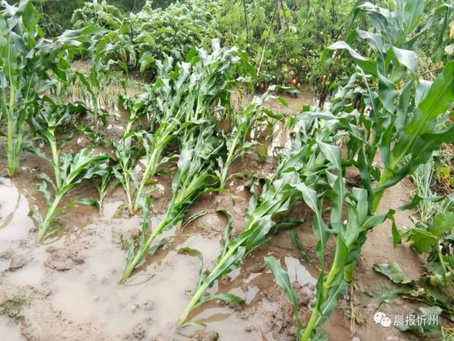 昨天暴雨突袭!定襄人看看这是哪个村玉米倒伏严重受损