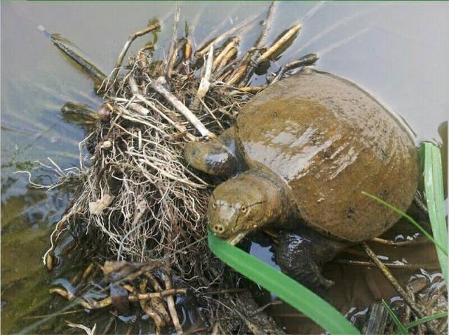 乌龟和甲鱼咬人后不轻易松口 该如何快速摆脱它们?