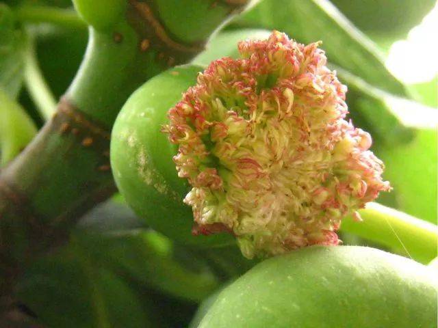 【每日一花】无花果先开花后结果,你见过它开的花吗?