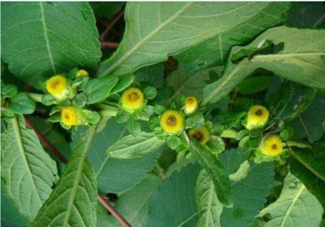 此种野草长得丑,像是癞蛤蟆皮,但两片就能治牙痛,还能治骨鲠