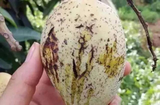 "水泡"病斑破裂后会产生流胶,后续会影响芒果品质和价格
