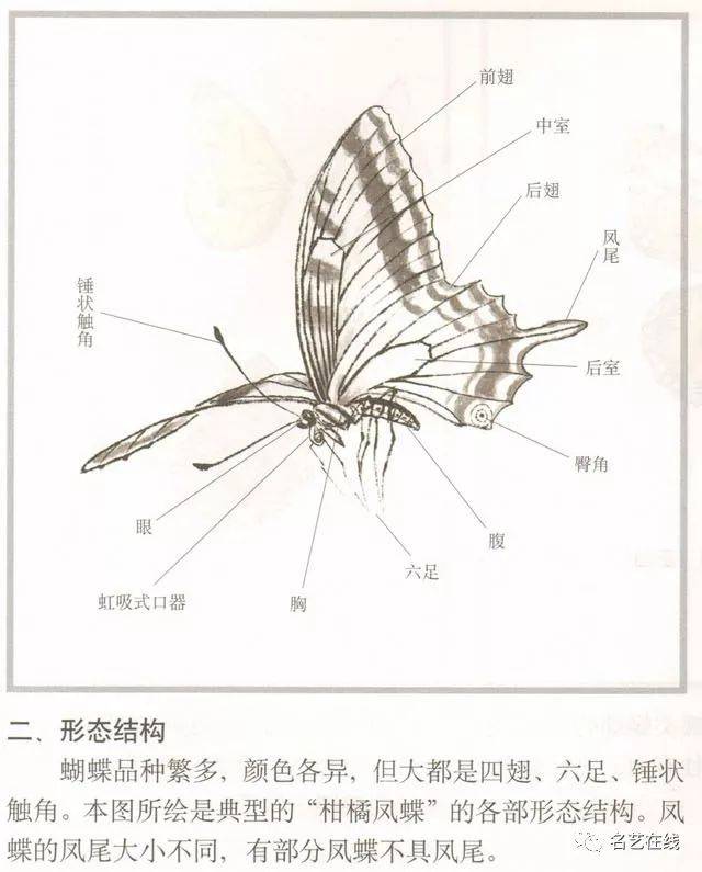 蝴蝶的解剖结构图图片