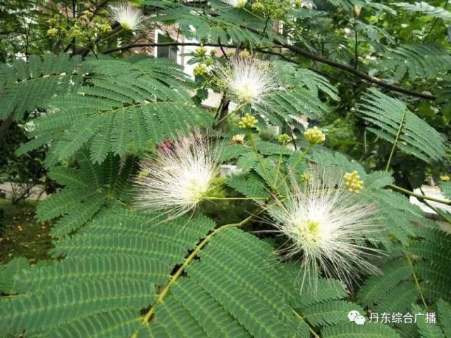 这是在小区里拍照的合欢花——火龙果孙丽