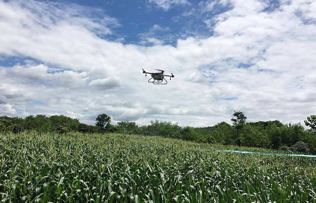 天鹰兄弟植保无人机飞进泰国玉米地喷洒农药