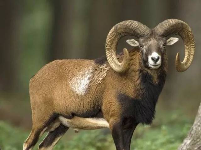 世界十大珍稀的野羊都在这!