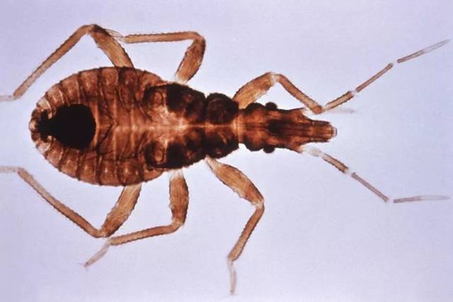 锥蝽的若虫和成虫均吸食人血,它们专门叮咬人的面部,喜欢寻找皮肤较薄