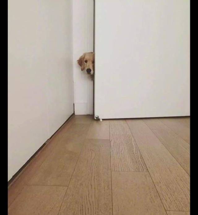 只要主人待在家里,金毛就喜欢在门口偷偷看他,表情好担忧呀!