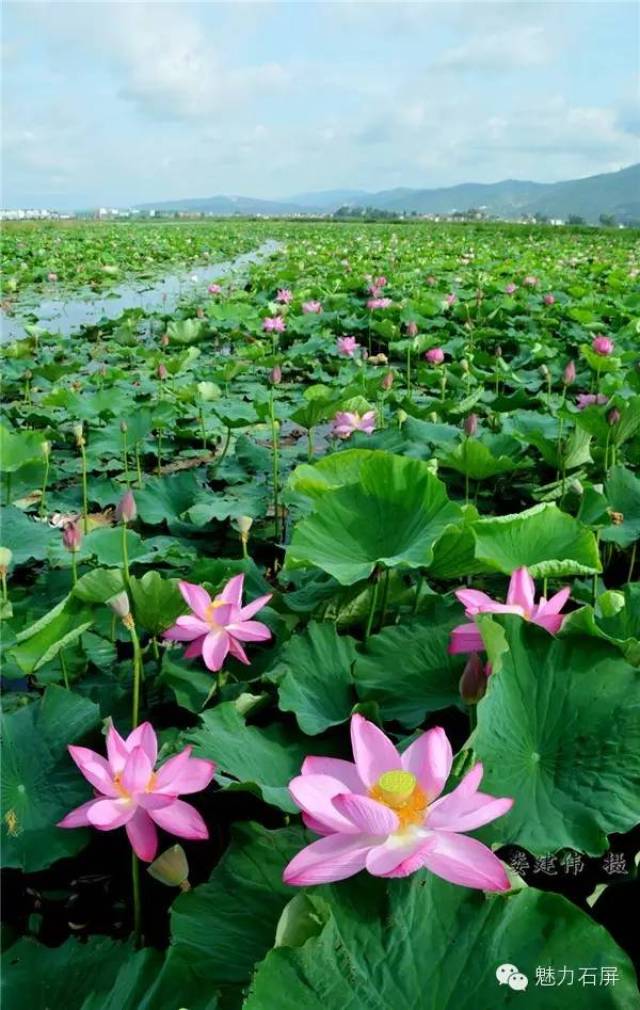 【回顧】異龍湖之夏 · 荷回來了_手機搜狐網