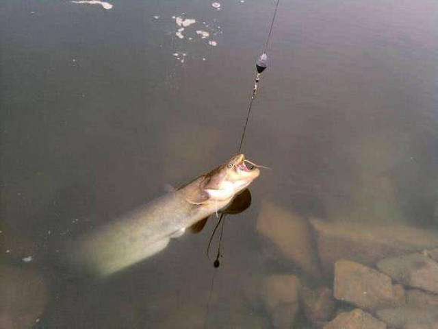 钓获7斤重的鲶巴郎,嘴巴特别大,嘴唇上长有很长的胡须