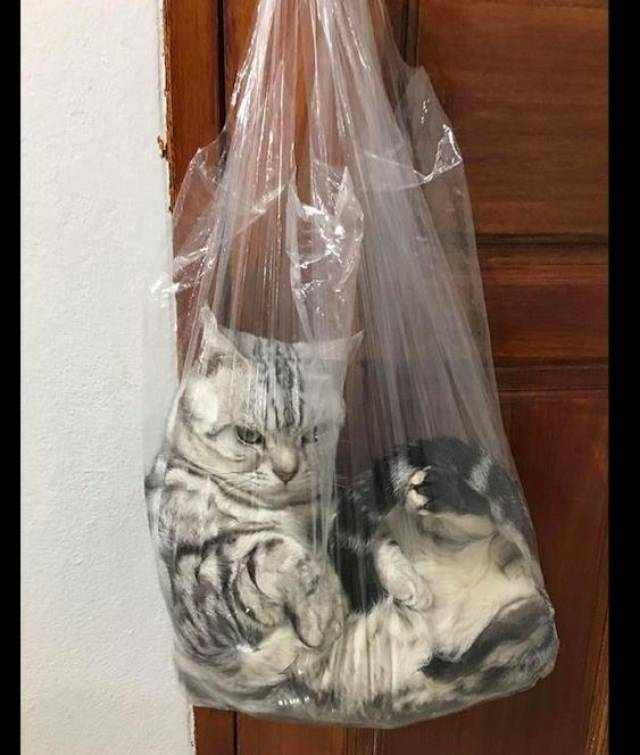 主人把猫咪装进塑料袋里然后挂在门把手上这眼神好可怕呀