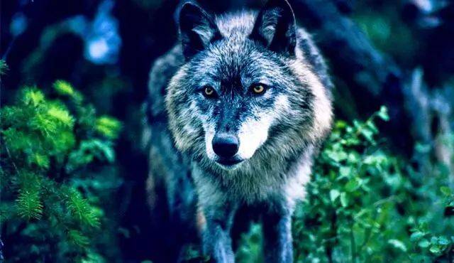 眼睛迸发出白金色的亮光,看了看远处咆哮赶来的猎犬,又看了看狼群中几