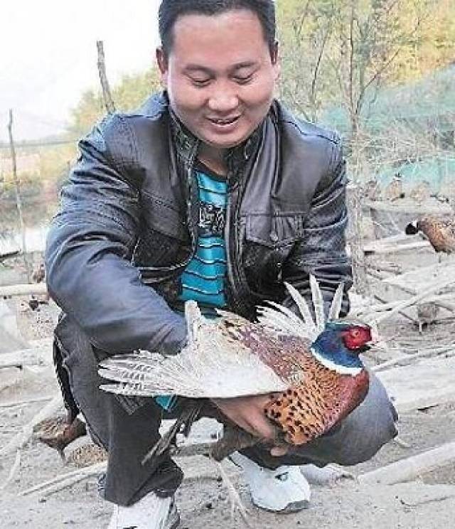 小夥養野雞年賺20萬成為養殖帶頭人引領周邊村民致富