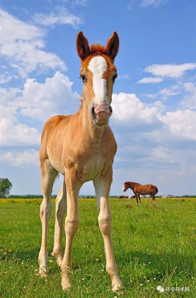 駓(pī):毛色黄白相杂的马.亦称"桃花马".
