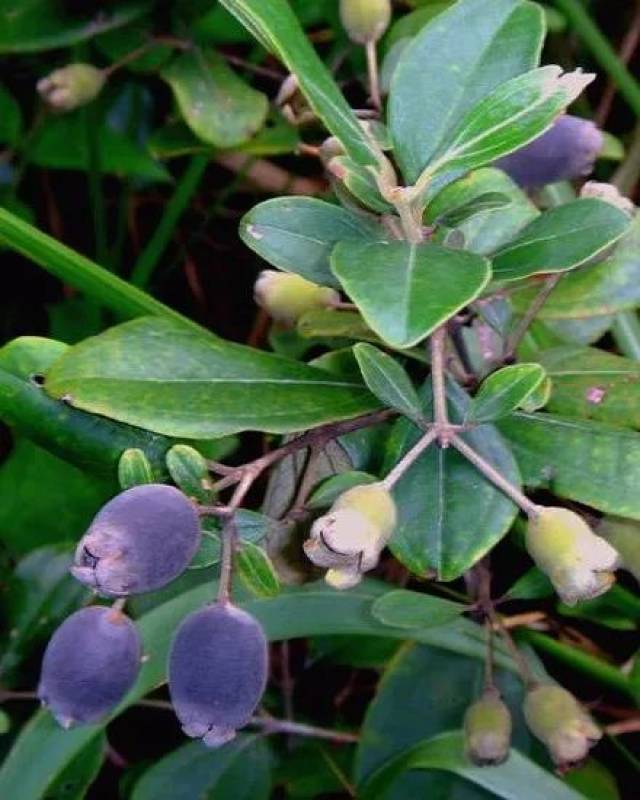 【儋州好吃的】小时候吃过的野果,你肯定想不到它会有这么多的功效.