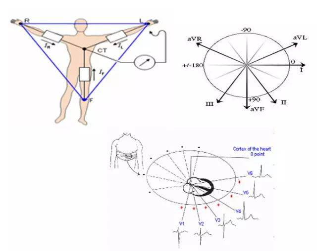 心電圖單極探查電極放在胸前區v1-v6部位和3個肢體導聯部位,反映心臟