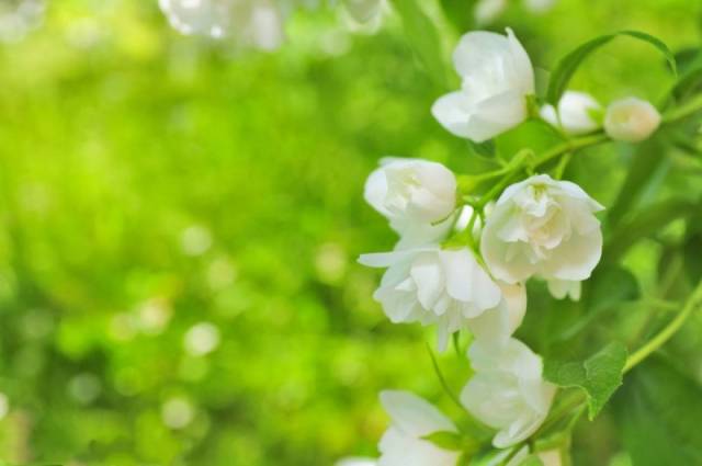 一般茉莉花期分为3期:第1期在6月(霉花),第2期在7-8月(优花),第3期在9
