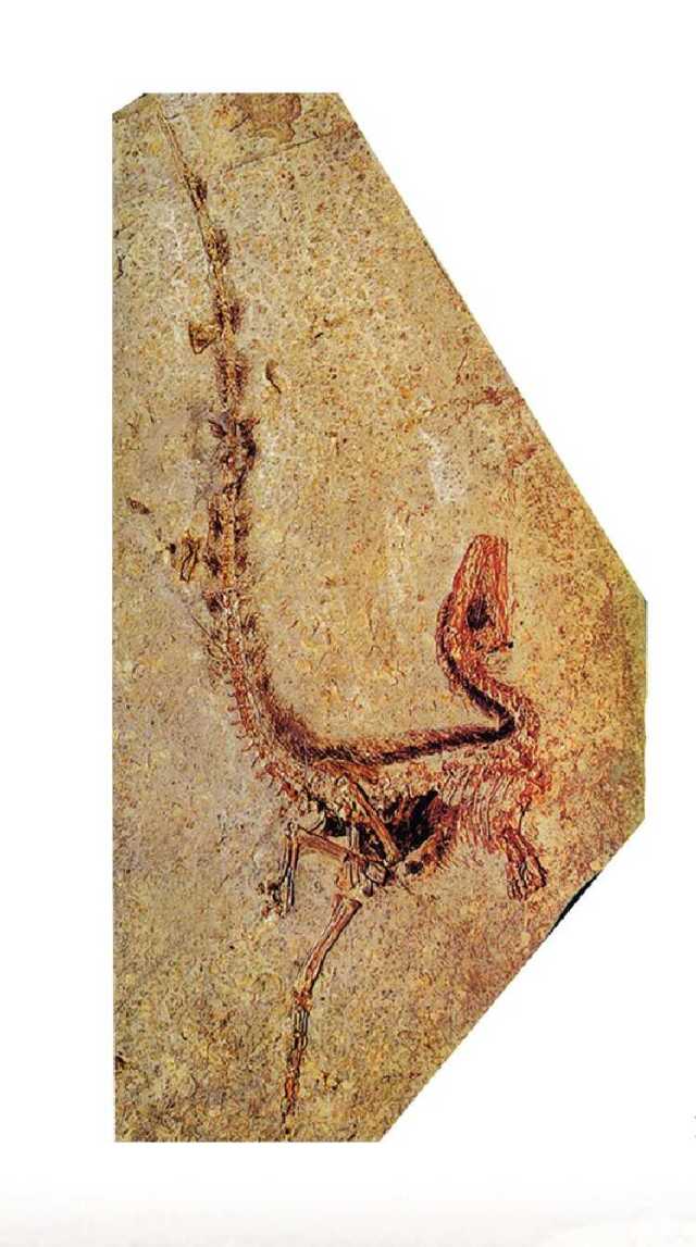 北票鸟化石图片