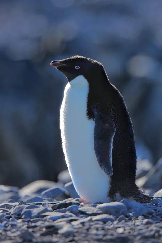 它们生活习性古怪有趣,是企鹅家族鲜为人知的一群,至今科学家还没真正