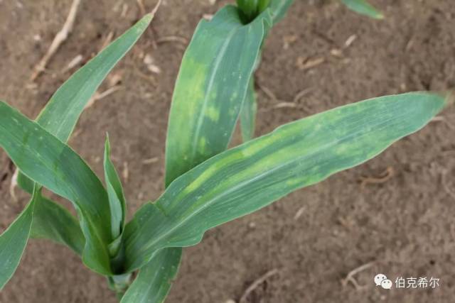 实拍68张玉米毛病图