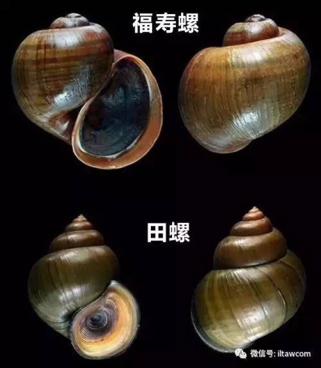 螺蛳品种图片大全,螺品种大全,不能吃的螺的图片_文秘苑图库