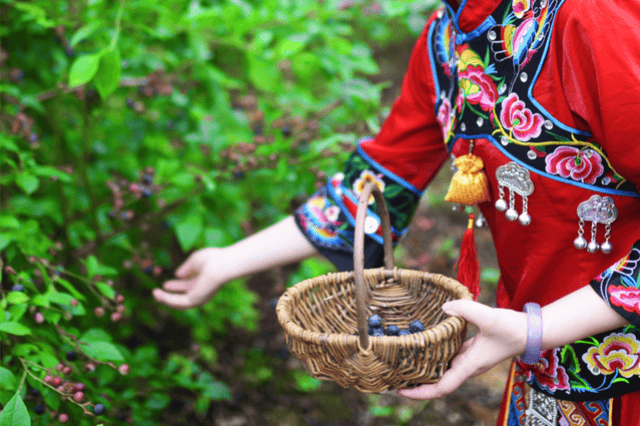 恩施 在三里富硒蓝莓基地里,和土家族的幺妹儿一起体验采摘的乐趣