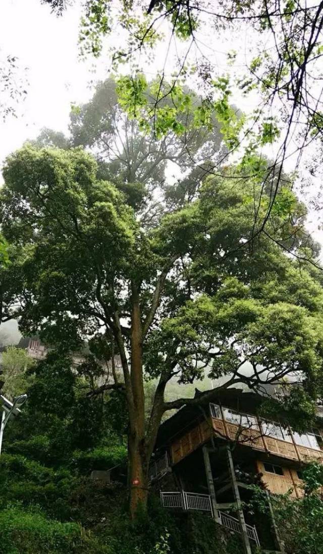水楠木树特征图片,楠木树图片,大叶楠木树的图片_大山谷图库