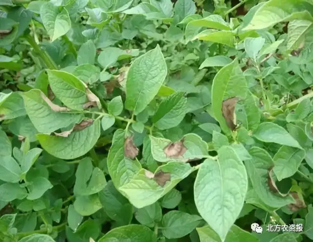 【一线资料】马铃薯疫病权威解读,看这里!