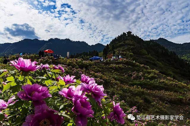 大美墊江之繽紛花季 ·太平牡丹