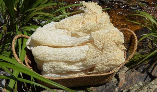 穿着仙裙的菌中仙子,这大概是神仙才能种出的美味吧