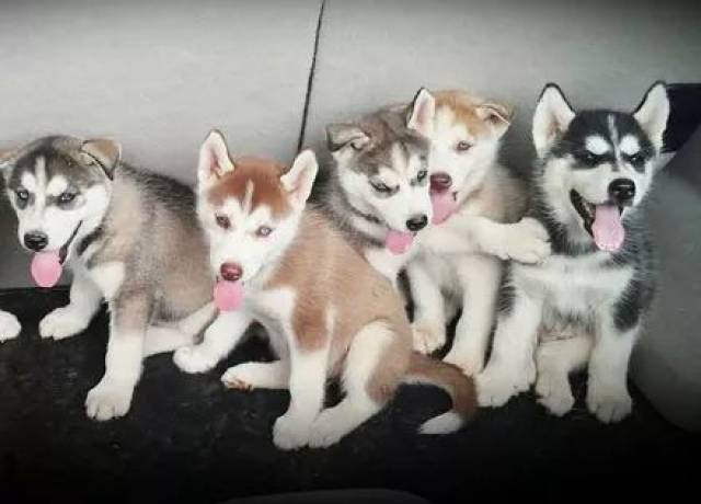 养5只哈士奇是一种什么样的感觉?想死的感觉!