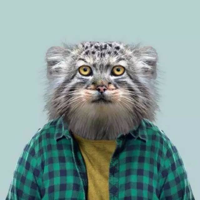 方脸喵星人,了解一下!#动物档案馆