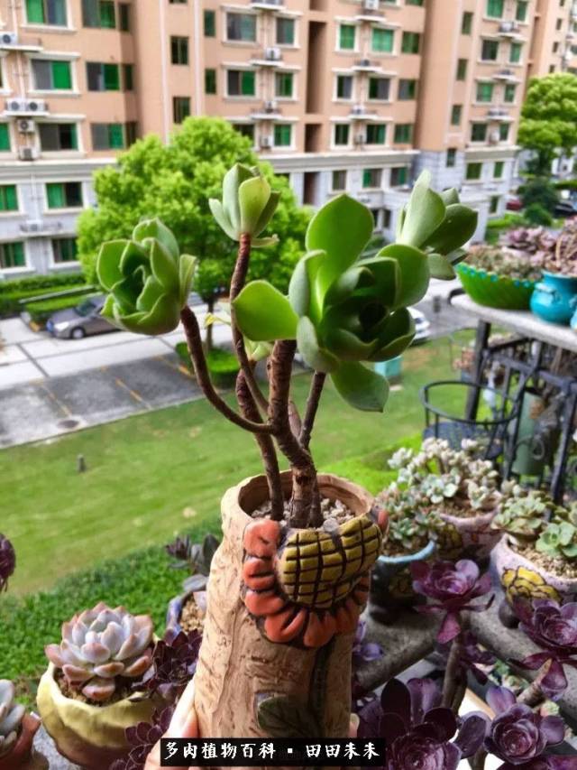 【巴贝图/裸金属】