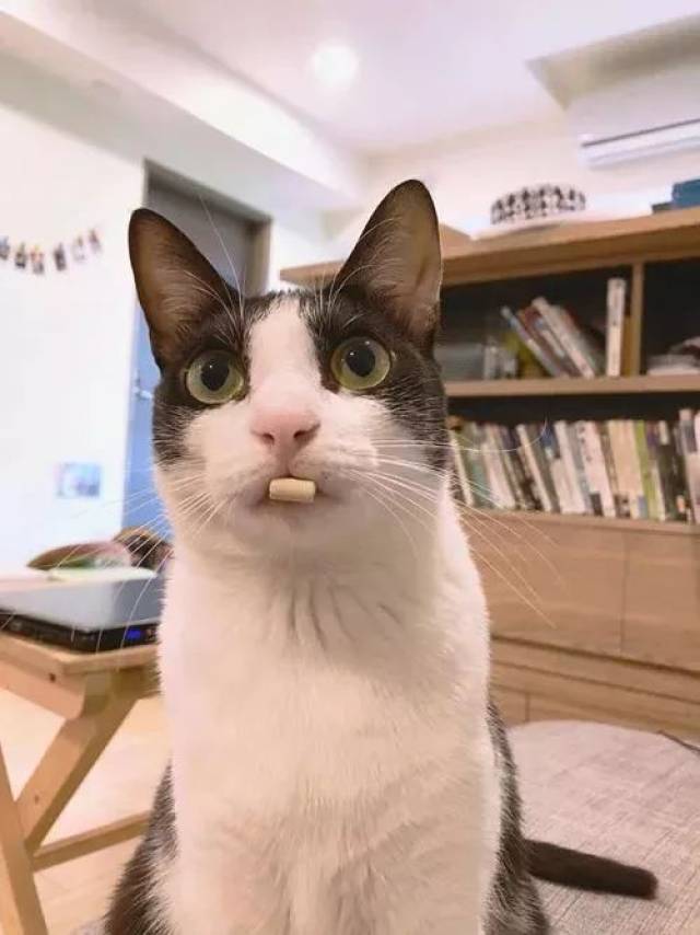 奶牛猫真是罕见的清奇物种,从小到大都如此与众不同!