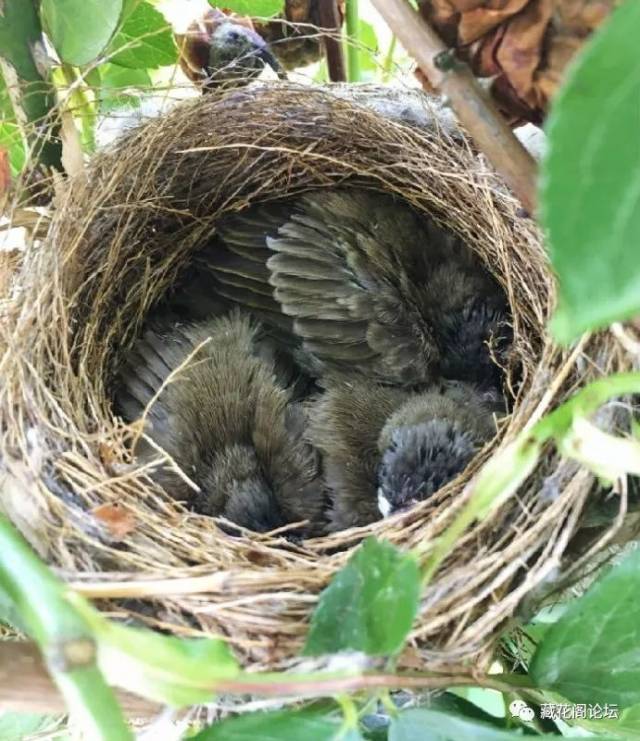 这窝是白头翁,巢筑在红龙沙下面,今年下了3个蛋,它们的窝属于开放式