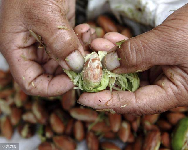 香榧假种皮中含有20多种芳香物质,是提取高级芳香油的优质原料.