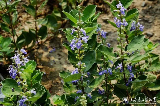 海濱拓荒先鋒:單葉蔓荊|鄉土植物