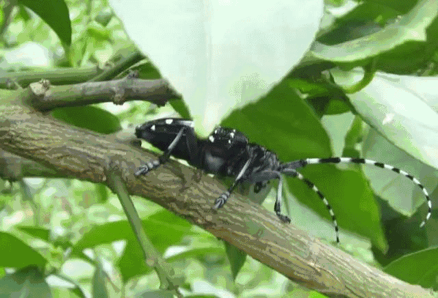 星天牛幼虫再树干基部及根部以下蛀食韧皮部,常环绕树干基部蛀食成圈.