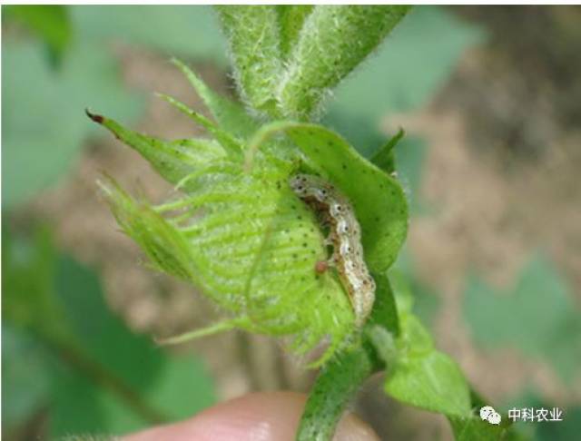 养分减少,造成脱落); 虫害主要有:蚜虫,盲蝽蟓,棉铃虫,红蜘蛛咬食蕾铃