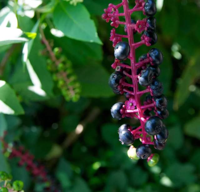 加拿大路边这些野菜野果会致命!