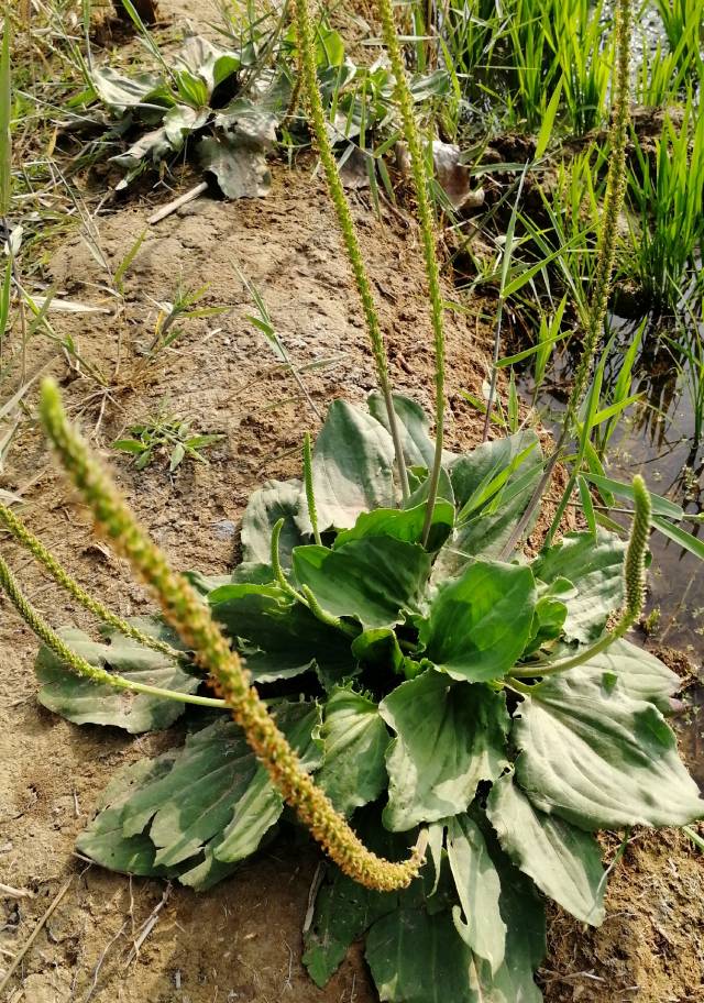 这种野草抽出的穗是大人小孩肚疼的克星,可惜很多人不知道
