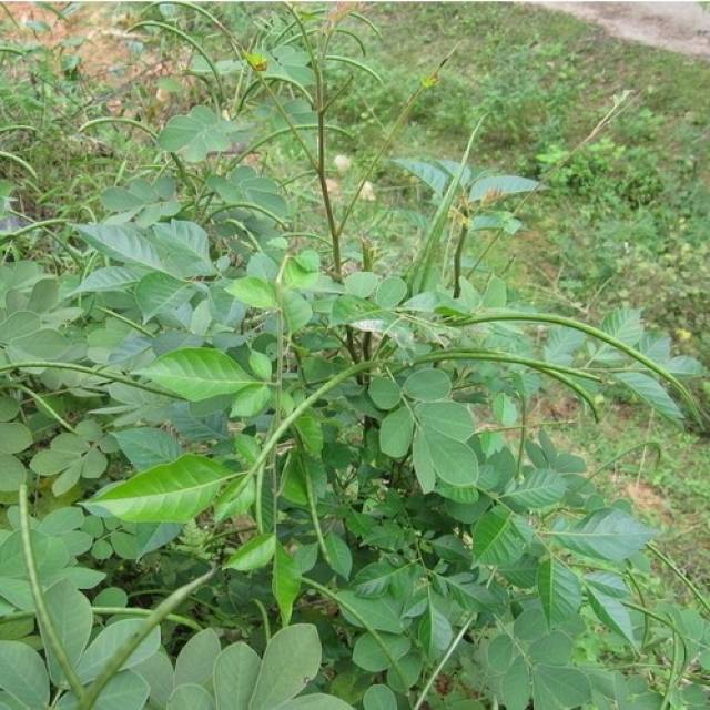 17,决明草:还是中药!决明子就是它的种子!