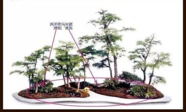 组合丛林式盆景的9个步骤