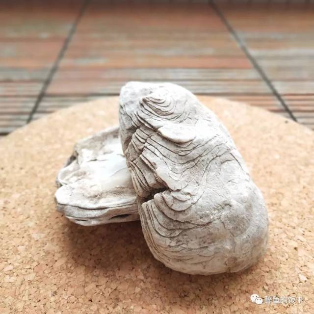 醉鱼在加州捡回来的生蚝化石. 沧海葡园的见证.