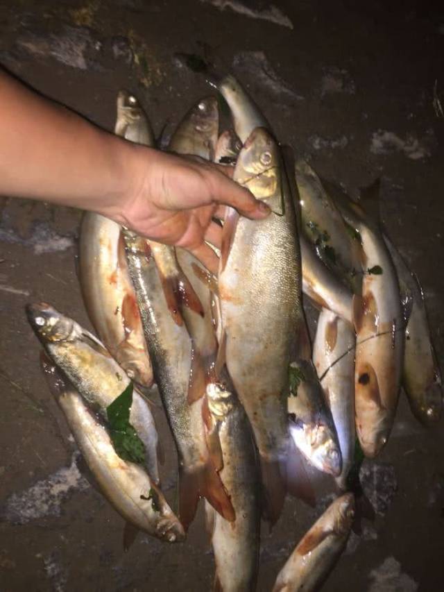 金沙江一夜钓了几十条金色细鳞怪鱼,肉质鲜嫩酒店几百一斤