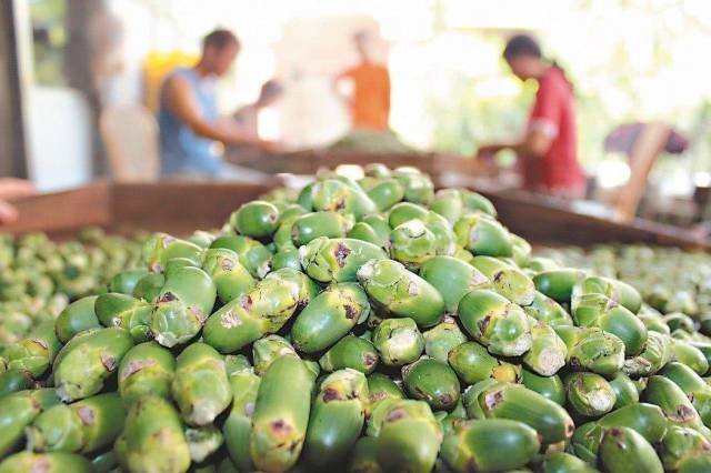 槟榔是食物?还是药?