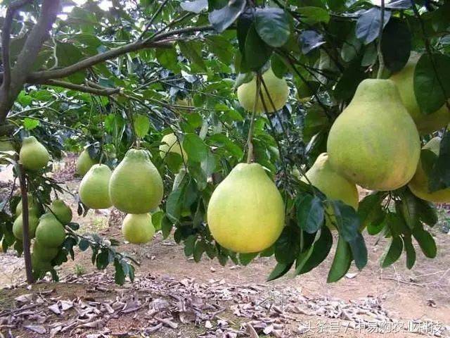 经验分享:春,夏,秋,冬,为你送上这份柚子全年管理方案