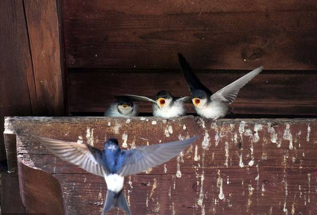 流浪的燕子 搜狐网